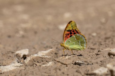 Yerden mineraller toplayan büyük kelebekler Akdeniz Fritilleri, Argynnis Pandora