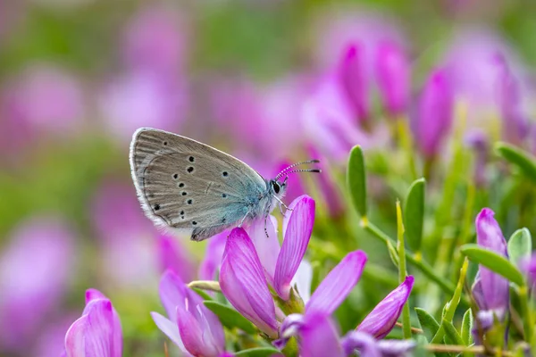 紫色の花に小さな青い蝶の餌 Staudinger Blue Cupido Staudingeri — ストック写真