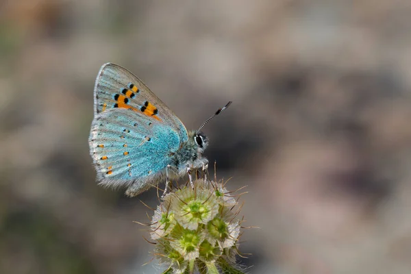 Μικροσκοπική Πεταλούδα Στο Φυτό Anatolian Βερνάλ Χαλκός Tomares Nogelii — Φωτογραφία Αρχείου