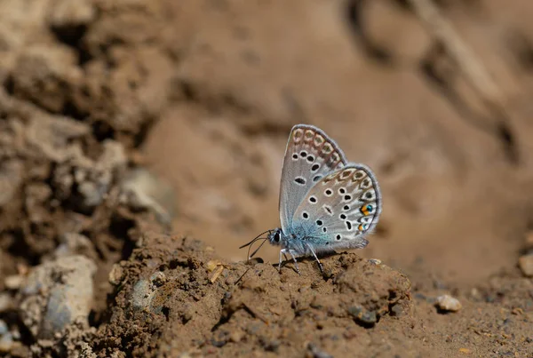 Papillon Bleu Ramassant Des Minéraux Sol Grand Bijou Bleu Polyommatus — Photo