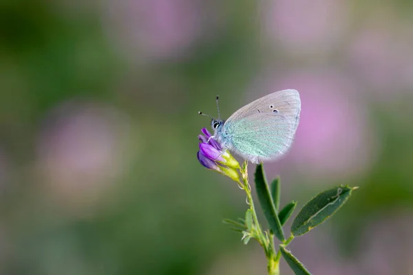 Pequeña Mariposa Azul Sobre Flor Púrpura Verde Underside Azul Glaucopsyche — Foto de Stock