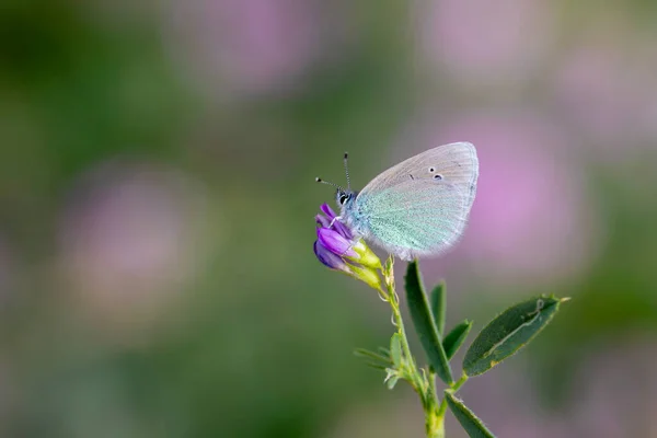 Pequena Borboleta Azul Flor Roxa Verde Underside Azul Glaucopsyche Alexis — Fotografia de Stock