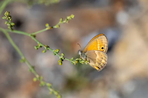 Pequeña Mariposa Naranja Saadi Heath Coenonympha Saadi — Foto de Stock
