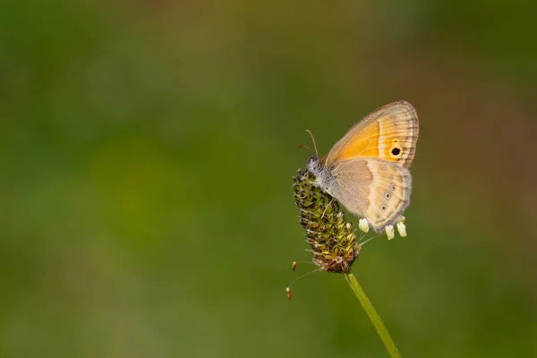 Malý Oranžový Motýlek Saadi Heath Coenonympha Saadi — Stock fotografie