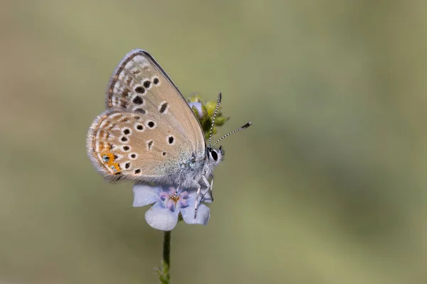 Piccola Farfalla Fiore Blu Rose Blu Polyommatus Rosei — Foto Stock