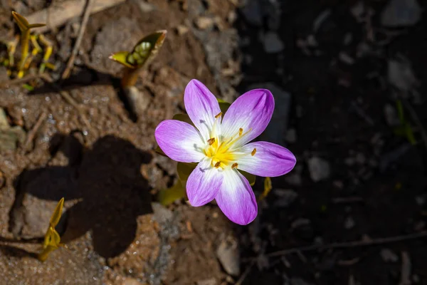 Fioletowe Kwiaty Krokusa Colchicum Kurdicum Puschkinia Scilloides Znany Również Jako — Zdjęcie stockowe