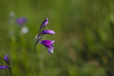 Gladiolus palustris ya da bilinen adıyla Marsh gladiolus, Iridaceae familyasından Gladiolus familyasına ait bir bitki türü. Yeşil çimenlikte çiçekler,