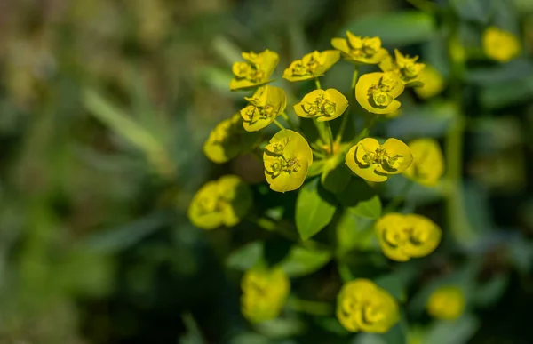 绒毛扁桃体 Euphorbia Amygdaloides或Wood Spurge 是一种浓密的常绿多年生植物 复杂的绿色 黄色花序 囊状花序 是幼发拉底河的典型花序 出现在春末夏初 — 图库照片