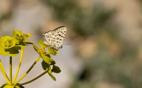 Grande Farfalla Punteggiata Pianta Gialla Grande Linea Argento Sigarite Maxima — Foto Stock