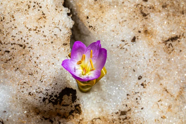 Crocus Violet Fleurs Colchicum Kurdicum Puschkinia Scilloides Connu Aussi Sous — Photo