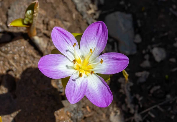 Fioletowe Kwiaty Krokusa Colchicum Kurdicum Puschkinia Scilloides Znany Również Jako — Zdjęcie stockowe