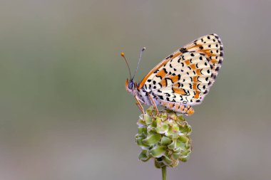 Yeşil bitkide kırmızı kelebek, Pers Fritilleri, Melitaea persea