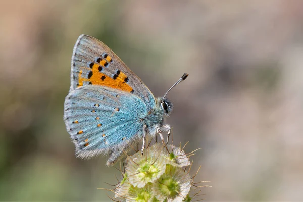 Minuscule Papillon Sur Plante Cuivre Vernal Anatolien Tomares Nogelii — Photo