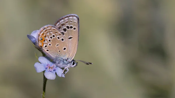 Minuscule Papillon Sur Fleur Bleue Roses Bleu Polyommatus Rosei — Photo