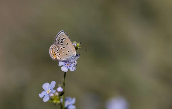 Winziger Schmetterling Auf Blauer Blume Rosen Blau Polyommatus Rosei — Stockfoto
