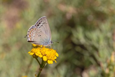 Sarı çiçekli küçük kelebek, turuncu bantlı saç çizgisi, Satyrium dereri