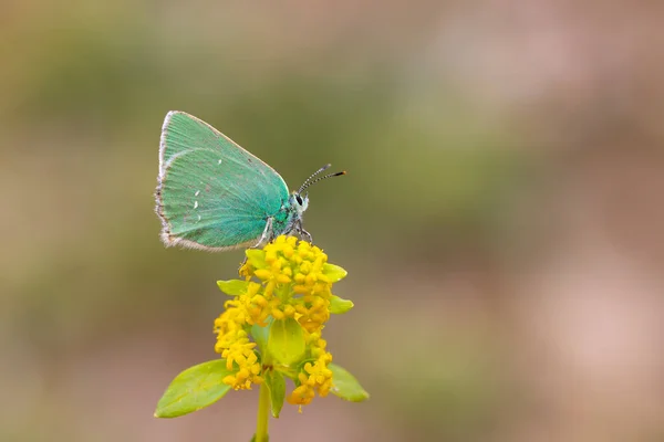緑の小さな蝶 Pfeifer S緑のヘアストリーク Calloflys Paulae — ストック写真