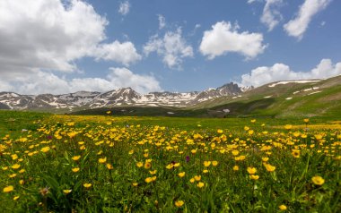Berelan yaylası, karlı dağ manzarası ve çiçek açan yer, Hakkari, Türkiye