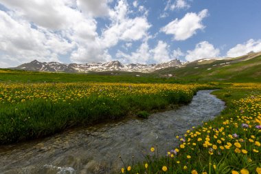 Berelan yaylası, karlı dağ manzarası ve çiçek açan yer, Hakkari, Türkiye