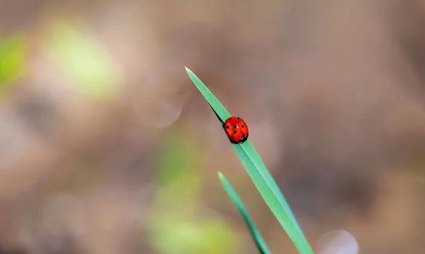 Seven Spot Ladybird Leaf Nature — Stock Photo, Image