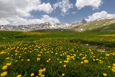 Berelan yaylası, karlı dağ manzarası ve çiçek açan yer, Hakkari, Türkiye