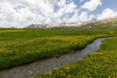 Berelan yaylası, karlı dağ manzarası ve çiçek açan yer, Hakkari, Türkiye