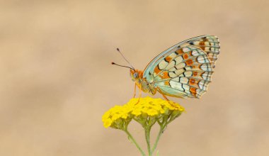 Sarı çiçekte büyük kelebek, Niobe Fritillary, Argynnis niobe