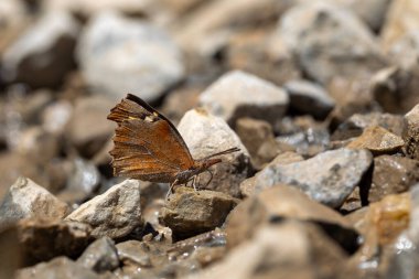 Uzun burunlu kelebek yerden mineraller topluyor, Avrupa gagası, Libythea celtis