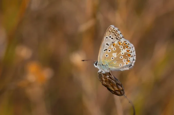 Mavi Kelebek Kuru Çimlerde Tebeşir Tepesi Mavisi Polyommatus Koridon — Stok fotoğraf