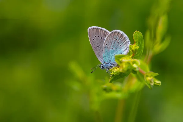 Petit Papillon Bleu Sur Plante Bleu Pontique Polyommatus Coelestinus — Photo