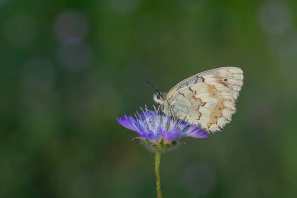 スカビーの上に大きな蝶 シリアのマーブルドホワイト メラニアシリアカ — ストック写真