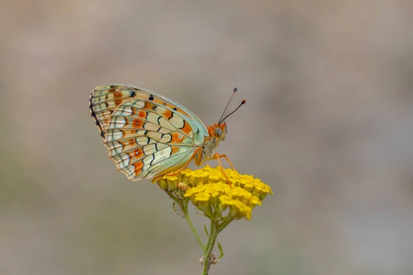 Großer Schmetterling Auf Gelber Blume Niobe Fritillary Argynnis Niobe — Stockfoto