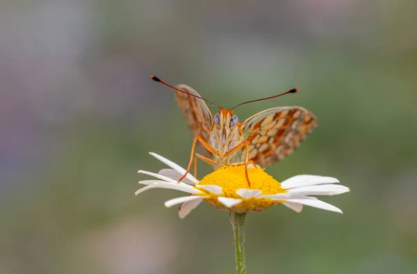 Großer Schmetterling Auf Gänseblümchen Niobe Fritillary Argynnis Niobe — Stockfoto