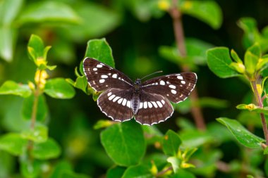 Büyük kelebek yeşil çimlerde, Macar Planörü, Neptis rivularis
