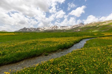 Berelan yaylası, karlı dağ manzarası ve çiçek açan yer, Hakkari, Türkiye