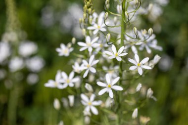 Ornithogalum magnum veya Beytüllahim Yıldızı. Yeşil çiçekli beyaz çiçekler.