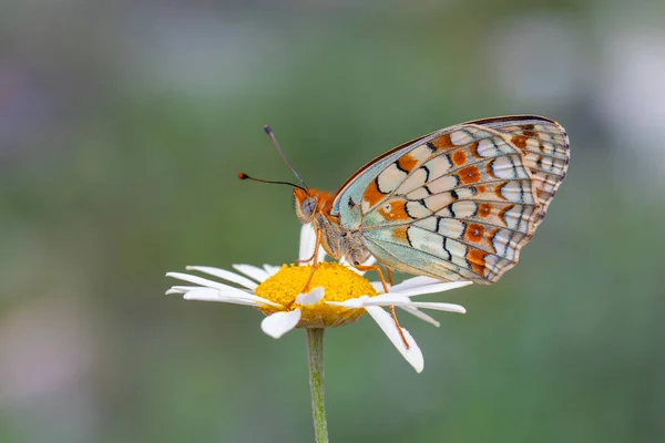 Großer Schmetterling Auf Gänseblümchen Niobe Fritillary Argynnis Niobe — Stockfoto