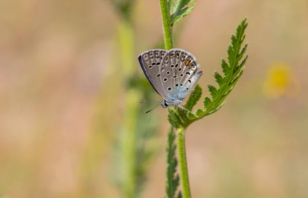 Grand Papillon Bleu Turkménistan Zephyr Blue Plebejus Zephyrinus — Photo