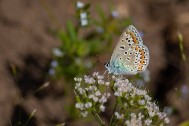 Beyaz çiçekle beslenen küçük kelebek, Anadolu Mavi Argus, Polyommatus crassipunctus