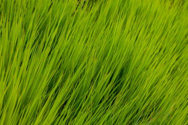 yeşil uzun yaprakların arkaplanı