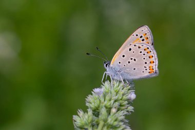 Kırmızı kanatlı harika kelebek, Lycaena Kurdistanica