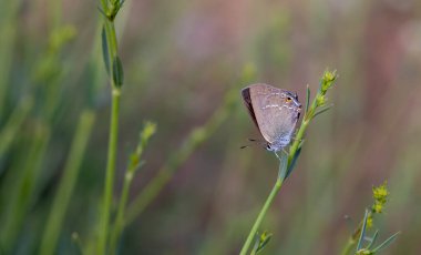 Kahverengi kelebek yaprakta, Gerhards Kara Saçlı, Satyrium Abdominalis