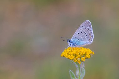 blue butterfly on yellow grass, Common Blue, Polyommatus icarus clipart