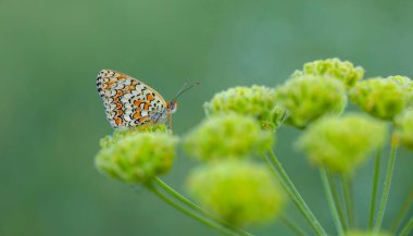 Büyük kelebek yeşil çimlerde, Knapweed Fritillary, Melitaea phoebe