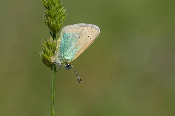 緑の草の上の小さな青い蝶 ダイアナブルー ポリオマトゥス ダイアナ — ストック写真
