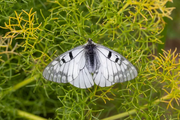 white butterfly in the grass, Clouded Apollo, Parnassius mnemosyne