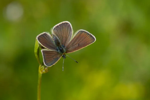 Μικροσκοπική Μπλε Πεταλούδα Στο Πράσινο Γρασίδι Diana Blue Polyommatus Diana — Φωτογραφία Αρχείου