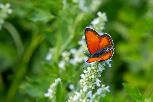 winged fire red butterfly, Balkan Copper, Lycaena candens