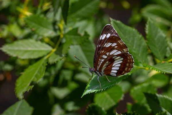 Великий Метелик Зеленій Траві Угорський Планер Neptis Rivularis — стокове фото