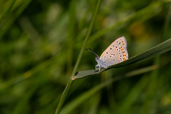 Wunderschöner Schmetterling Mit Roten Flügeln Lycaena Kurdistanica — Stockfoto